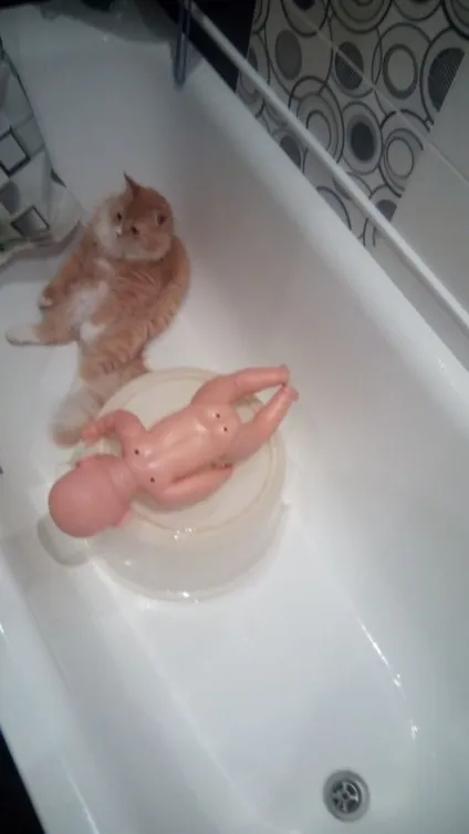 Новий мем з котом