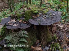 прикмети погоди