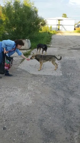 Притулок для собак - один тут!