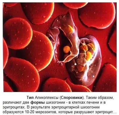 Загальна класифікація найпростіших () Загальна класифікація найпростіших