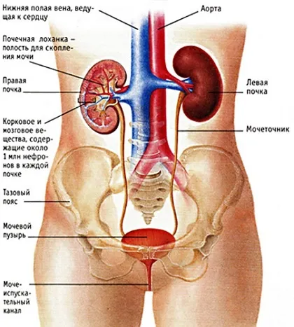 Чи потрібна особлива дієта перед узі нирок (нирок) Чи потрібна особлива дієта перед узі нирок