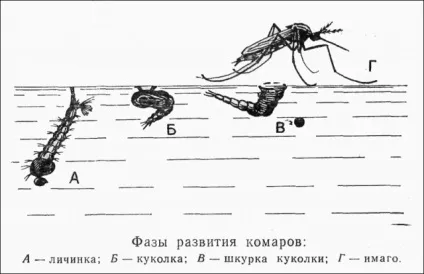 Загальна класифікація найпростіших () Загальна класифікація найпростіших