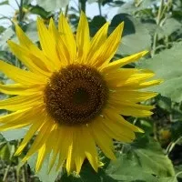 Дуже потрібно оригінальне привітання на весілля! Допоможіть! (Допоможіть!) Дуже потрібно оригінальне привітання на весілля! Допоможіть!