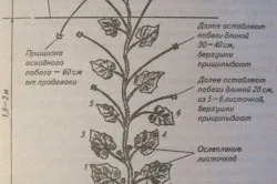 Огірки висадка в теплицю і правила вирощування (висадка парник огірки теплицю) Огірки висадка в теплицю і правила вирощування