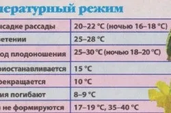 Огірки висадка в теплицю і правила вирощування (висадка) Огірки висадка в теплицю і правила вирощування