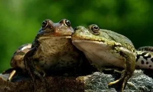 Про що говорять закони природи (закони) Про що говорять закони природи
