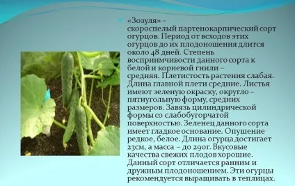 Огірки в теплиці - вибір сорту, вирощування і догляд, інструкції (огірки) Огірки в теплиці - вибір сорту, вирощування і догляд, інструкції
