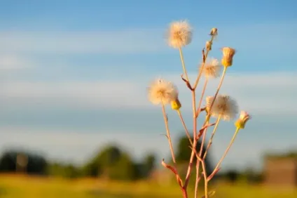 Про що думають твої руки, metally flower (flower) Про що думають твої руки, metally flower