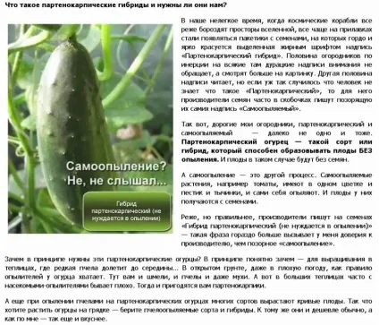 Огірки в теплиці - вибір сорту, вирощування і догляд, інструкції (теплиці) Огірки в теплиці - вибір сорту, вирощування і догляд, інструкції