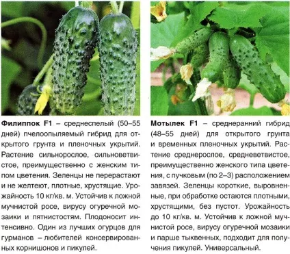 Огірки в теплиці - вибір сорту, вирощування і догляд, інструкції (огірки) Огірки в теплиці - вибір сорту, вирощування і догляд, інструкції