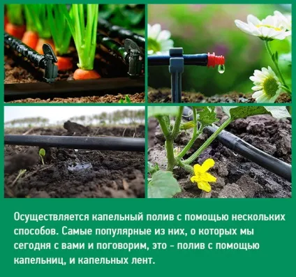 Огляд систем крапельного поливу крапля, жук, кпк, АКВАДОМ, моя фазенда (систем) Огляд систем крапельного поливу крапля, жук, кпк, АКВАДОМ, моя фазенда