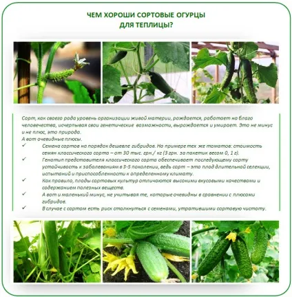 Огірки в теплиці - вибір сорту, вирощування і догляд, інструкції (догляд) Огірки в теплиці - вибір сорту, вирощування і догляд, інструкції