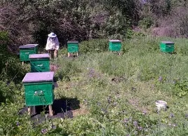Досвід бджоляра, і вулики Дадана (період головного хабар) Досвід бджоляра, і вулики Дадана