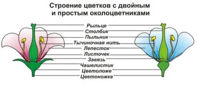 Органи рослини квітка, найбільший портал по навчанню (квітка) Органи рослини квітка, найбільший портал по навчанню