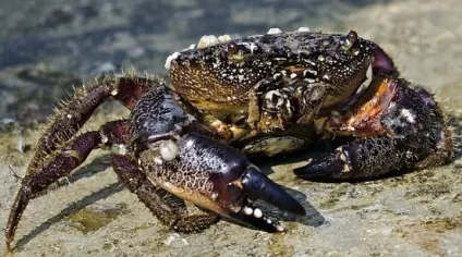 Небезпечні мешканці нашого чорного моря (морський кіт) Небезпечні мешканці нашого чорного моря
