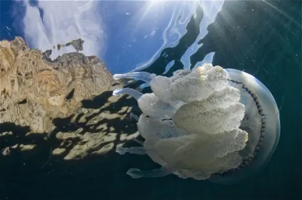 Небезпечні мешканці нашого чорного моря (небезпечні мешканці чорного моря) Небезпечні мешканці нашого чорного моря