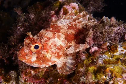 Небезпечні тварини чорного моря - дивовижний світ тварин (моря) Небезпечні тварини чорного моря - дивовижний світ тварин
