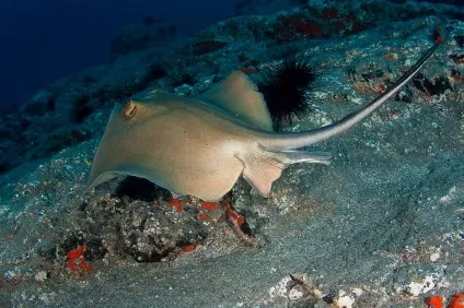 Небезпечні тварини чорного моря - дивовижний світ тварин (моря) Небезпечні тварини чорного моря - дивовижний світ тварин