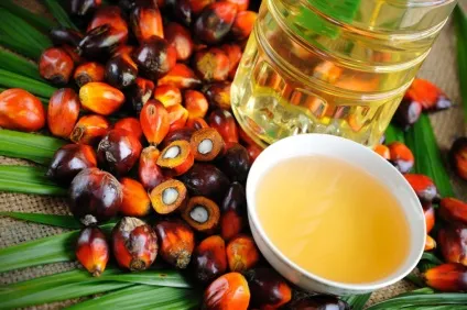 Чи небезпечно пальмову олію в дитячих сумішах користь і шкода продукту (небезпечно) Чи небезпечно пальмову олію в дитячих сумішах користь і шкода продукту