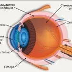 Особливості людського ока цікаві факти, технології і наука (зір) Особливості людського ока цікаві факти, технології і наука
