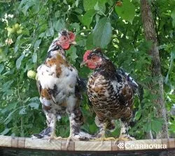Відбір птиці (кури - молодички і несучки) - Селяночка - портал для фермерів, сільське господарство,