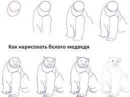 Особливості малювання ведмедя (ведмедя) Особливості малювання ведмедя