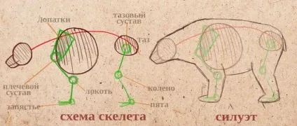 Особливості малювання ведмедя (як намалювати ведмедя олівцем поетапно) Особливості малювання ведмедя