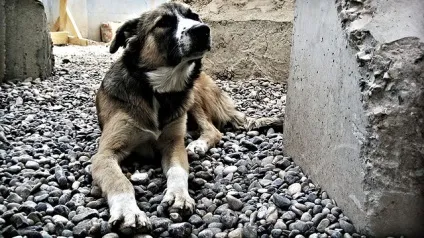 Нашийники від бліх і кліщів для собак рейтинг та відгуки (нашийник для собак) Нашийники від бліх і кліщів для собак рейтинг та відгуки