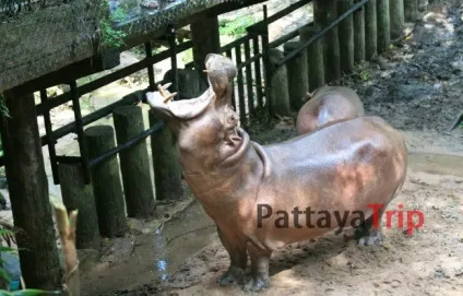 Особливості відпочинку з дітьми в Паттайя (дітьми) Особливості відпочинку з дітьми в Паттайя