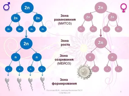 основи генетики