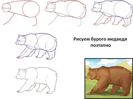 Особливості малювання ведмедя (малювання) Особливості малювання ведмедя