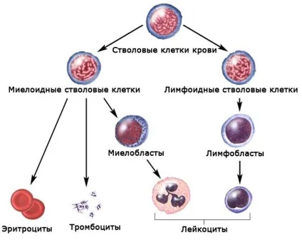 Гострий мієлобластний лейкоз прогноз життя у дорослих (прогноз) Гострий мієлобластний лейкоз прогноз життя у дорослих