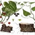 Овес в народній медицині застосування для лікування, чистка зеленим вівсом (народної) Овес в народній медицині застосування для лікування, чистка зеленим вівсом