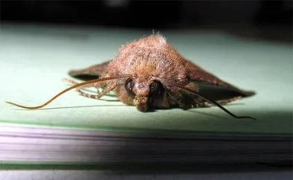 Загін метелики, або лускокрилі (lepidoptera), будова метеликів крила лусочки черевце кріптіческіе (лускокрилі) Загін метелики, або лускокрилі (lepidoptera), будова метеликів крила лусочки черевце кріптіческіе