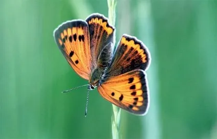 Загін метелики, або лускокрилі (lepidoptera), будова метеликів крила лусочки черевце кріптіческіе (метелики) Загін метелики, або лускокрилі (lepidoptera), будова метеликів крила лусочки черевце кріптіческіе