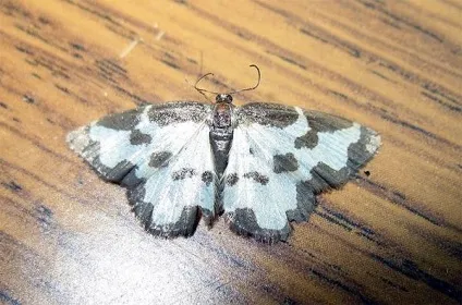 Загін метелики, або лускокрилі (lepidoptera), будова метеликів крила лусочки черевце кріптіческіе (lepidoptera) Загін метелики, або лускокрилі (lepidoptera), будова метеликів крила лусочки черевце кріптіческіе