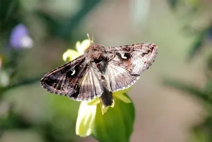 Загін метелики, або лускокрилі (lepidoptera), будова метеликів крила лусочки черевце кріптіческіе (лускокрилі) Загін метелики, або лускокрилі (lepidoptera), будова метеликів крила лусочки черевце кріптіческіе