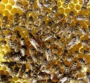 Бджолина матка і її види, практичне бджільництво (біологія бджіл) Бджолина матка і її види, практичне бджільництво