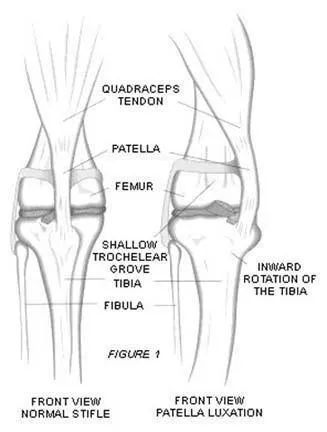 Пателла у собак міні порід - top-dolls kennel (kennel) Пателла у собак міні порід - top-dolls kennel