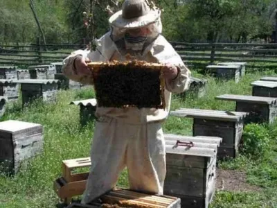 Пасіка для початківців з чого почати, що робити (купити зробити самому) Пасіка для початківців з чого почати, що робити