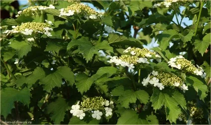 Ох, цвіте калина