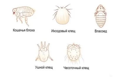 Парези і паралічі у кішок - порушення рухової активності кінцівок у кішок в москві (кішок) Парези і паралічі у кішок - порушення рухової активності кінцівок у кішок в москві