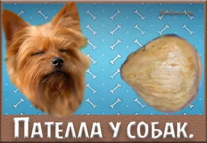 Пателло у собак, причини, ступеня, лікування пателло
