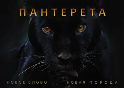 Пантерета - нова порода
