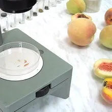 Персик хвороби і шкідники з фото, боротьба з шкідниками і лікування хвороб (фото) Персик хвороби і шкідники з фото, боротьба з шкідниками і лікування хвороб