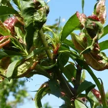 Персик хвороби і шкідники з фото, боротьба з шкідниками і лікування хвороб (персик) Персик хвороби і шкідники з фото, боротьба з шкідниками і лікування хвороб