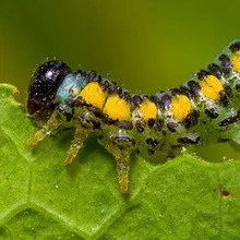 Персик хвороби і шкідники з фото, боротьба з шкідниками і лікування хвороб (персик) Персик хвороби і шкідники з фото, боротьба з шкідниками і лікування хвороб