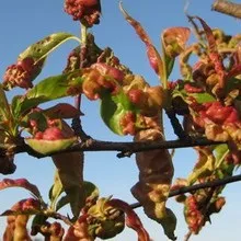 Персик хвороби і шкідники з фото, боротьба з шкідниками і лікування хвороб (хвороби) Персик хвороби і шкідники з фото, боротьба з шкідниками і лікування хвороб