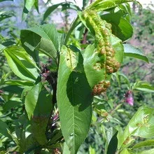 Персик хвороби і шкідники з фото, боротьба з шкідниками і лікування хвороб (персик) Персик хвороби і шкідники з фото, боротьба з шкідниками і лікування хвороб