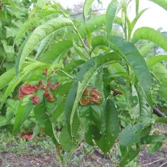 Персик хвороби і шкідники з фото, боротьба з шкідниками і лікування хвороб (хвороби) Персик хвороби і шкідники з фото, боротьба з шкідниками і лікування хвороб